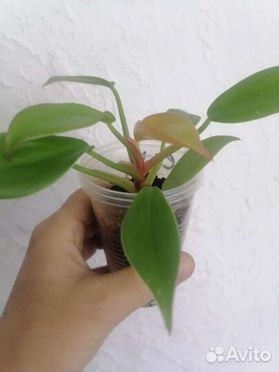 Филодендроны