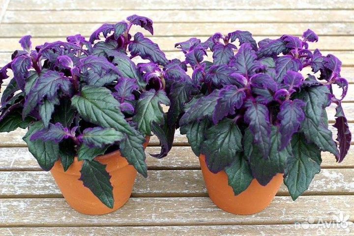 Гинура (комнатный цветок)