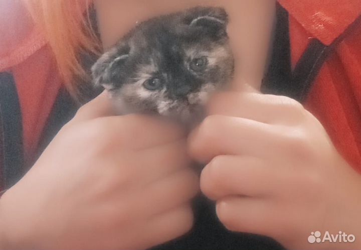 Британский вислоухий