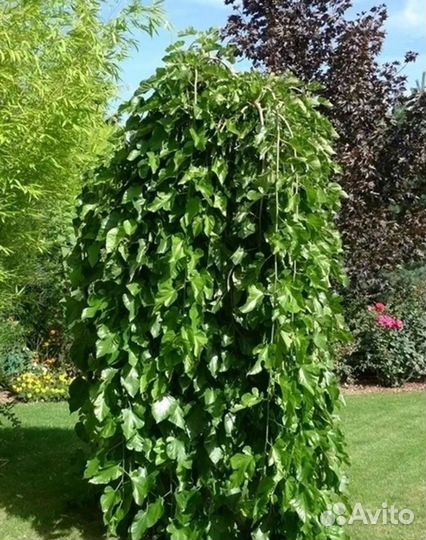 Саженцы шелковицы