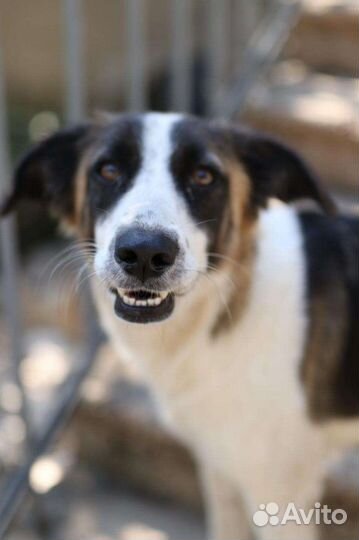 Девочка(метис австралийской овчарки) в добрые руки