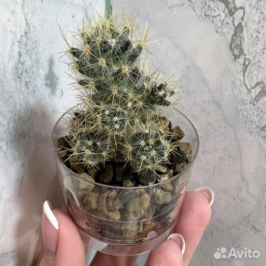 Кактус мамилярия