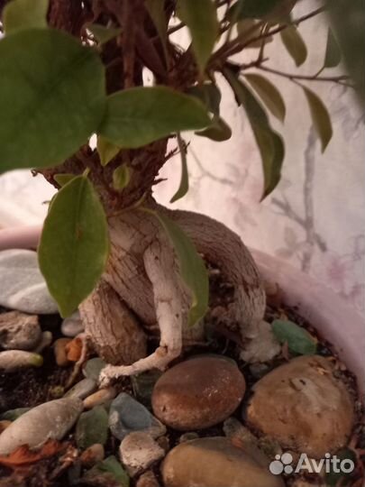 Фикус Микрокарпа (Ficus Microcarpa)