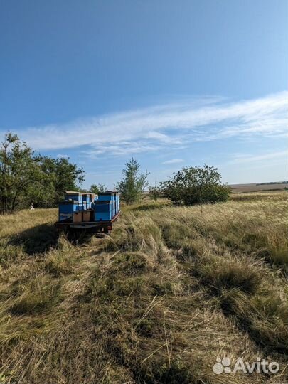 Мёд свежий 2023, 3 литра
