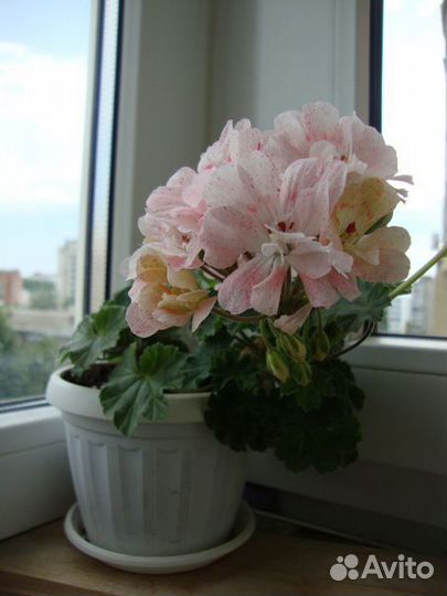 Пеларгония