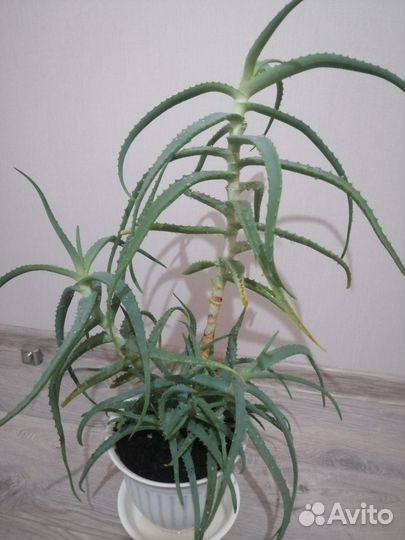 Алоэ древовидное