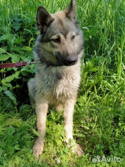Щенок Оскар, ждет своего человека