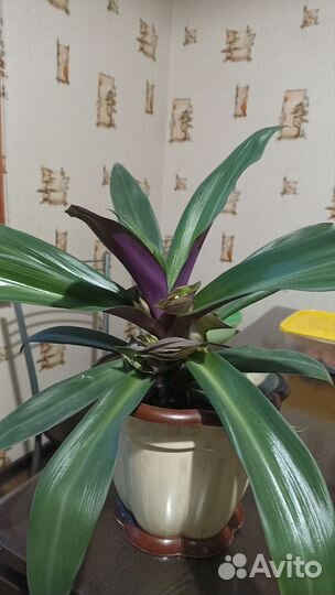 Традесканция рео, алое-вера, строманта