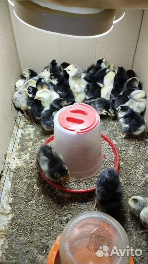 Цыплята породистые