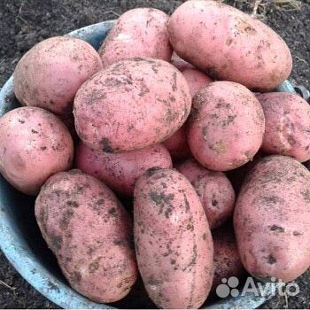 Продам картофель с доставкой