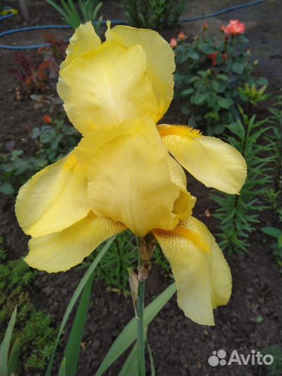 Ирис жёлтый