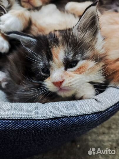 Котята мейн-кун полидакт