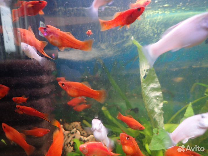 Аквариумные рыбки