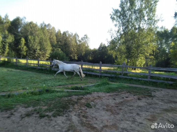 Лошади