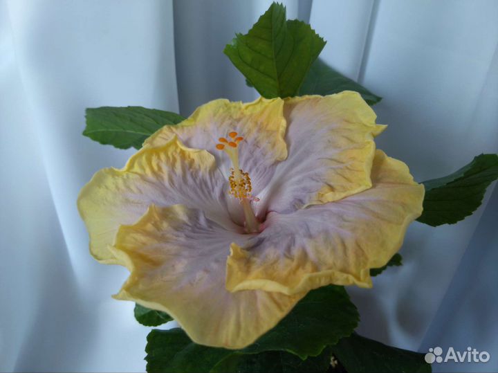 Гибискусы 1