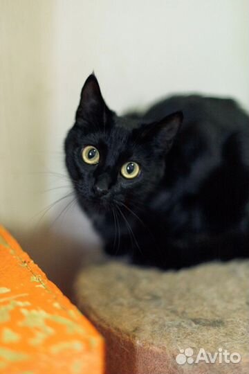 Ласковая кошка