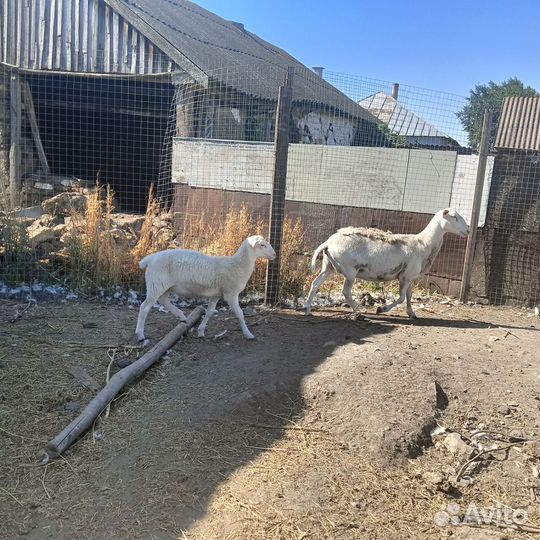 Овцы катумские, бараны, курдючные