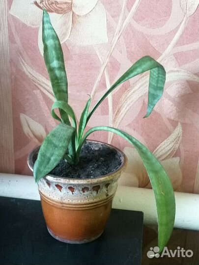 Сансевиерия