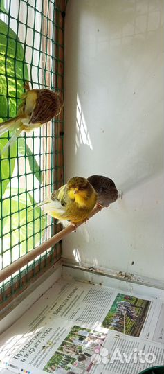 Канарейки глостер, норвич, крестед, красный мозаик