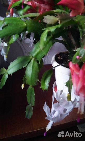 Продаëм излишки сортовых шлюмберг (декабристов)