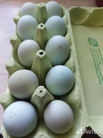 Ухейилюй яйцо