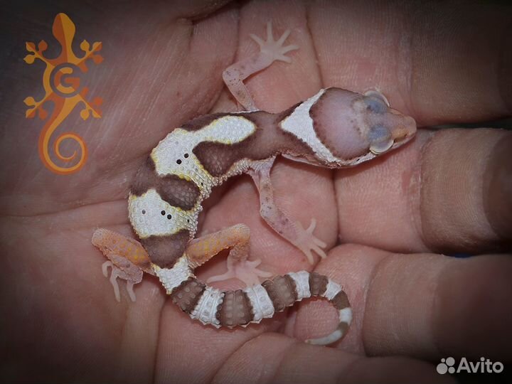 Ящерица пятнистый эублефар по Bell Albino 2023