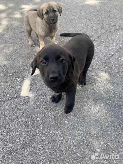 Щенки в добрые руки