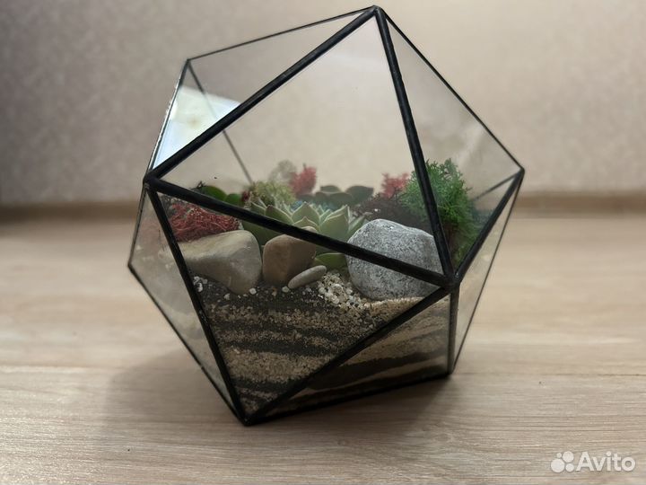 Флорариум суккуленты
