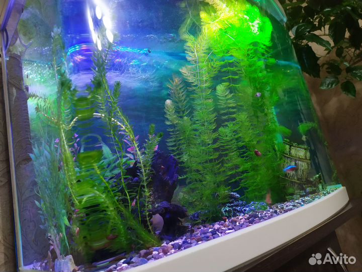Аквариум
