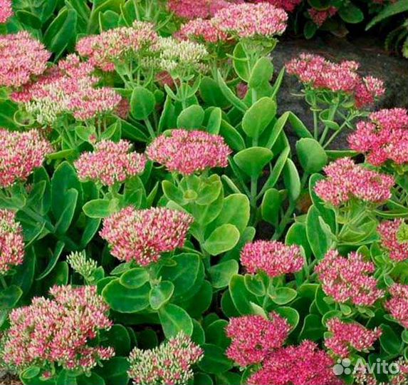 Очиток, мак садовый, ирисы королевские, флокс