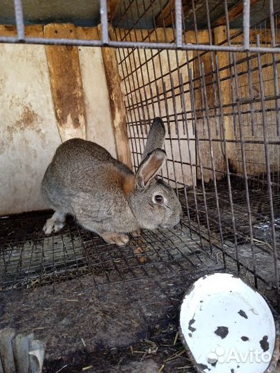 Кролы породы, Фландр, Строкач