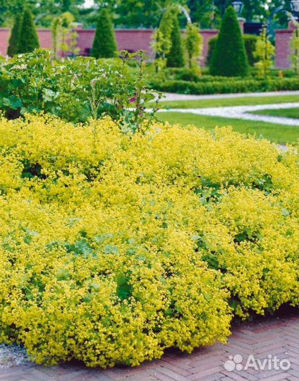 Растения для сада (Манжетка)