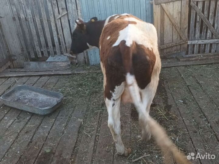 Первотелка с теленком