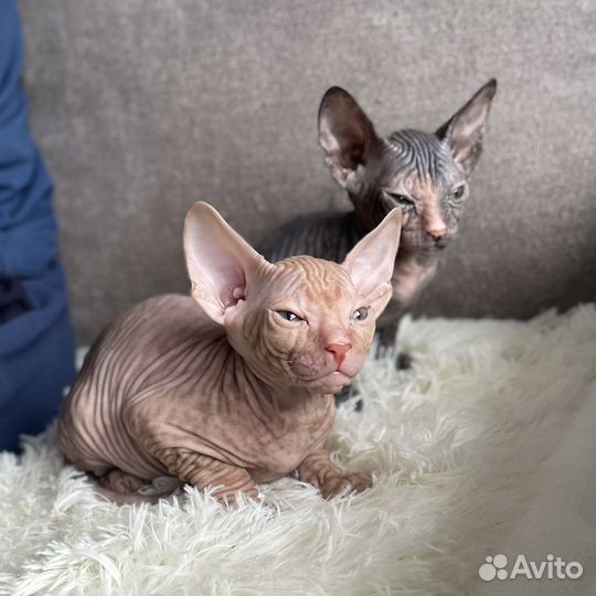 Сфинкс котята