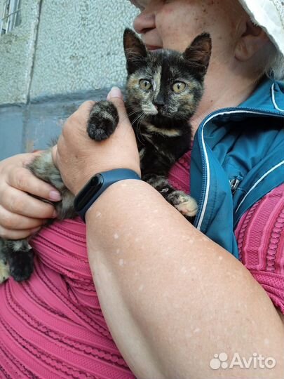Сиамские котята