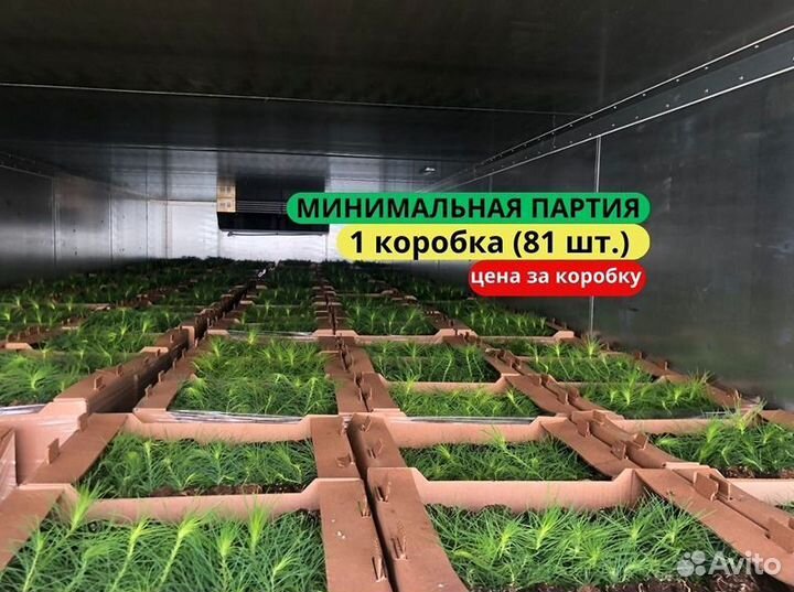 Сеянцы сосны зкс от производителя