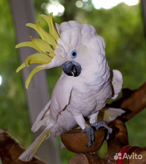 Птенцы выкормыши больших попугаев разных видов