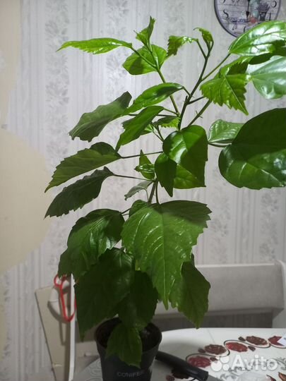 Гибискус китайская роза