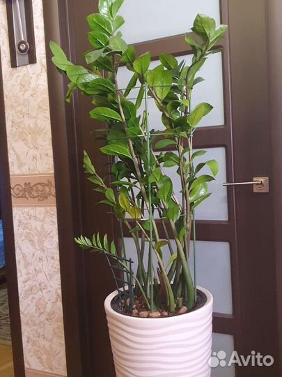 Замиокулькас