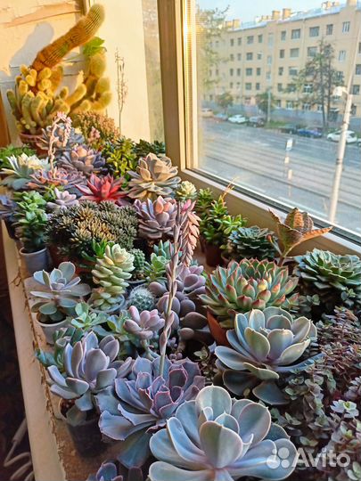 Суккуленты