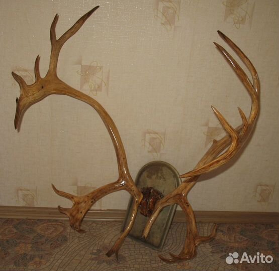 Рога Оленя большие