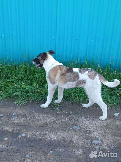 Щенок мальчик крупный