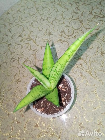 Сансевиерии