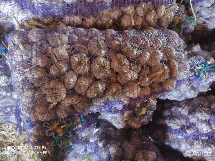 Чеснок семена посадка