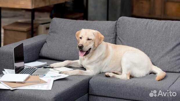 Выгул собак и передержка животных