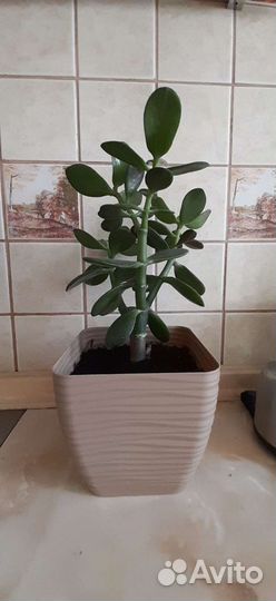 Толстянка-денежное деревце