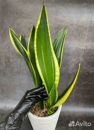 Сансевиерия