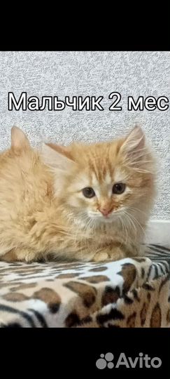 Котенок рыжий мальчик