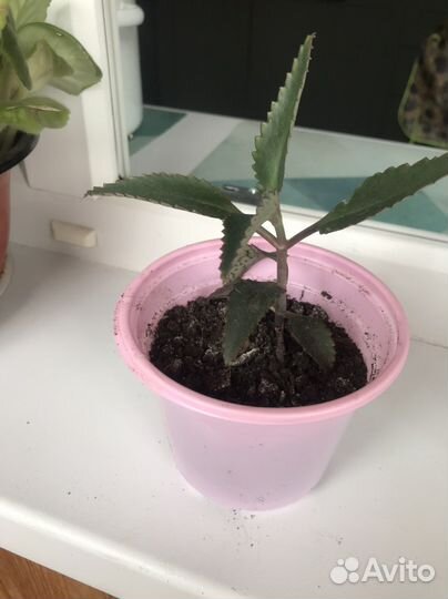 Каланхоэ лечебное