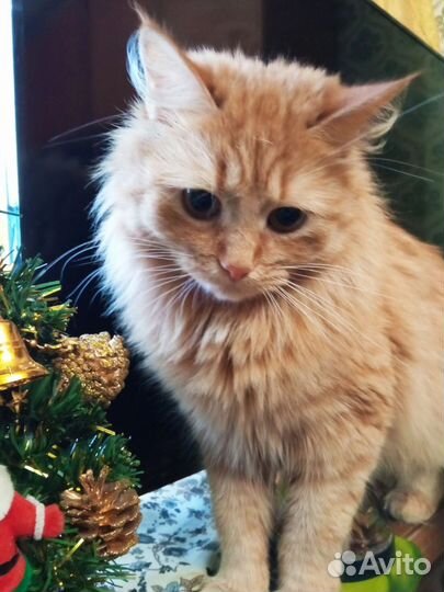 Санта ищет дом